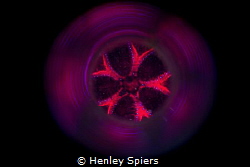 Radiant Sea Urchin's Anus by Henley Spiers 